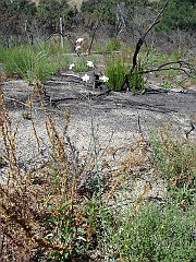 stephanomeria exigua ssp. deanei